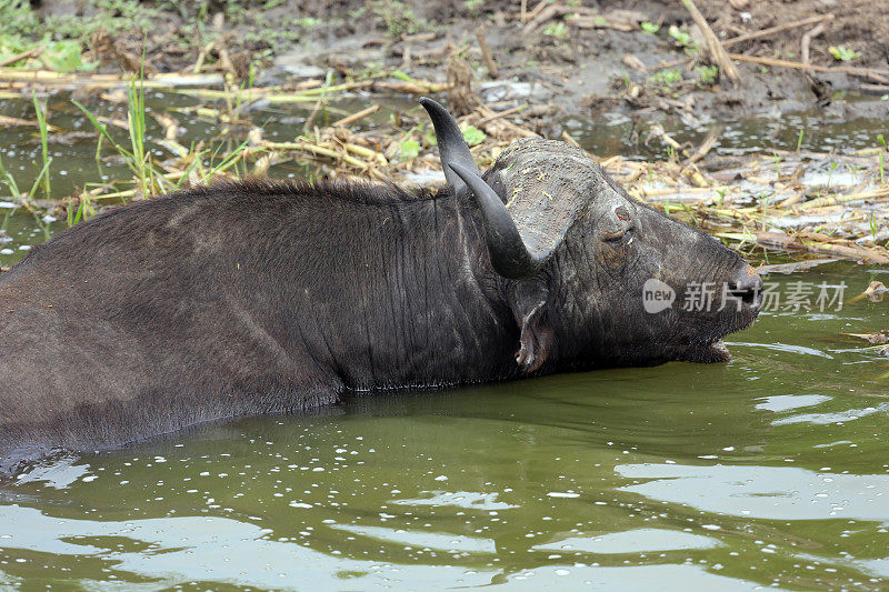 乌干达:非洲水牛在河里浸泡