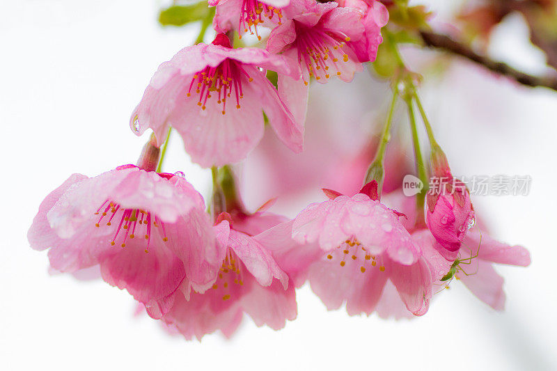 八重桜と雨