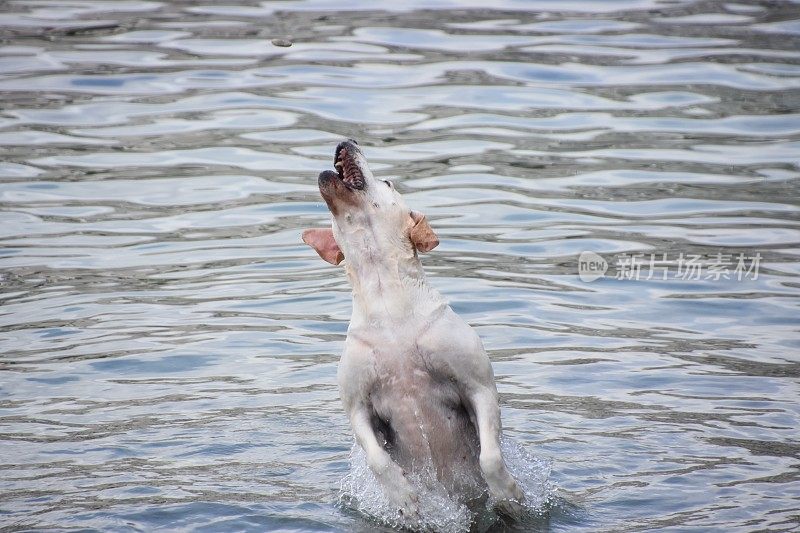 狗在海里游泳