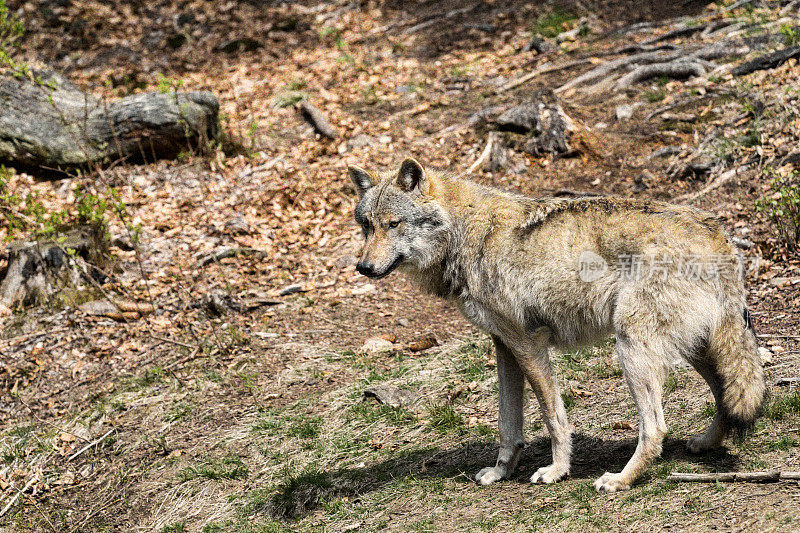 狼潜伏在猎物面前，从前面张望。欧洲狼，欧洲狼，狼犬，狼，捷克