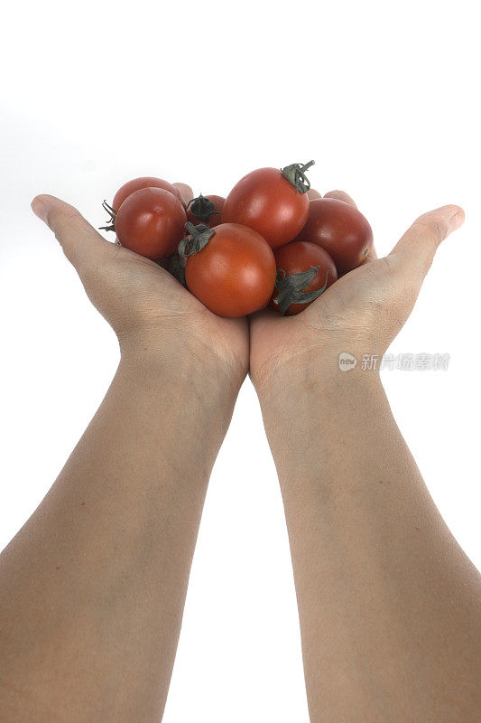 番茄在手中