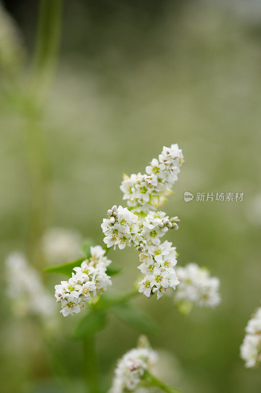 荞麦花