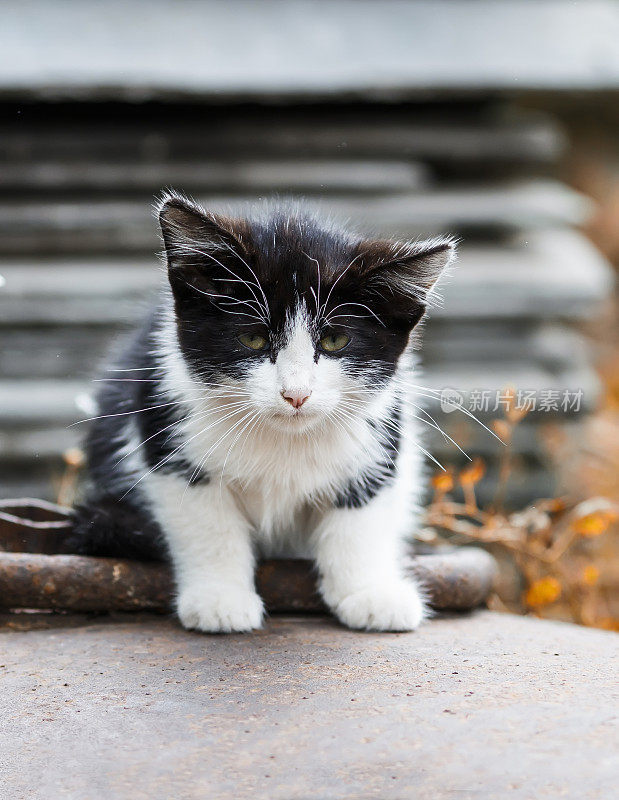这只无家可归的毛绒绒的小猫坐着，眼神悲伤，直挺挺地看着我