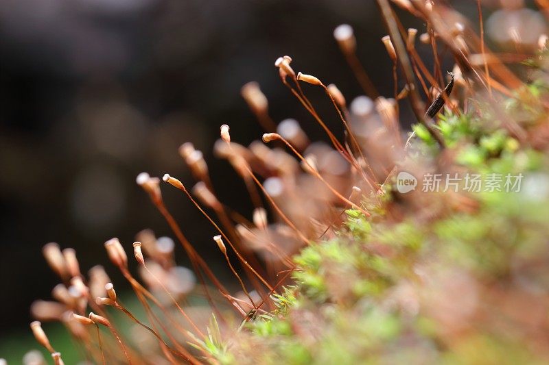 孢子囊的苔藓