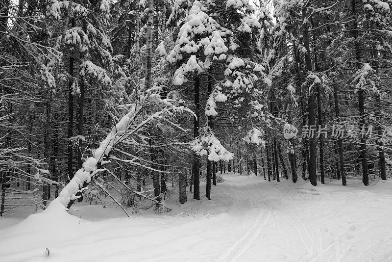 冬天的云杉森林，地上和树上都覆盖着雪。