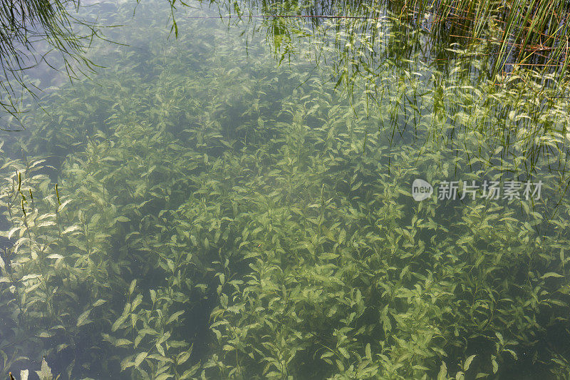 土耳其伊兹米特sakarya附近的新鲜sapanca湖水中的绿色植物