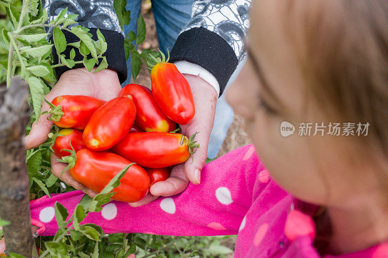 外孙女和外祖母在有机蔬菜园里捡起番茄-近距离的手