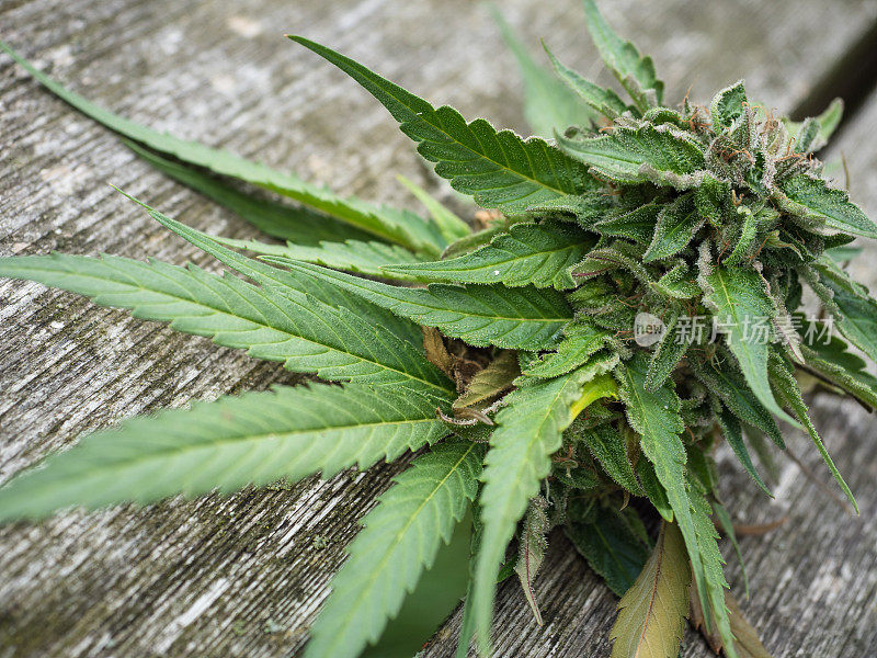 大麻(大麻)花蕾-大麻的成熟花在桌子上