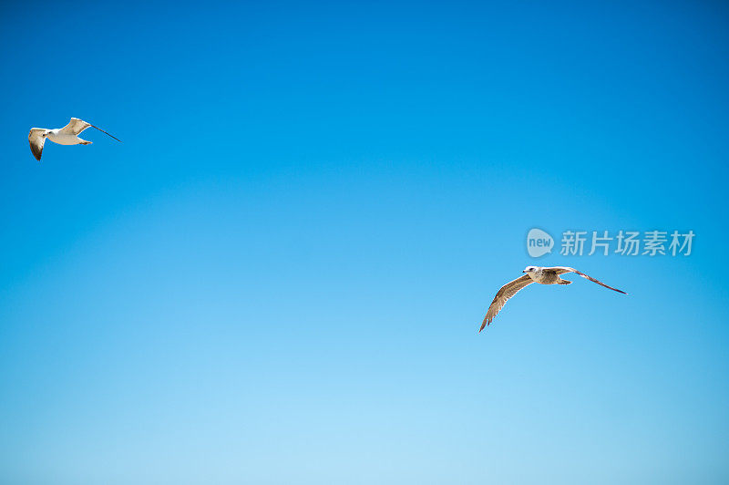 海鸥在蓝天中飞翔