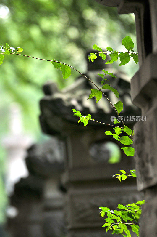 绿叶和中式石灯