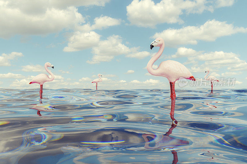 站在水面上幻想的粉红色火烈鸟