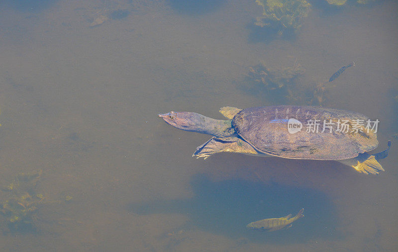 佛罗里达拉戈，一只佛罗里达软壳龟(单壳虎龟)在睡莲花瓣周围游泳。