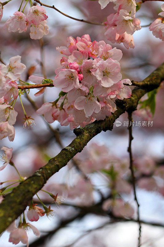 树枝和花