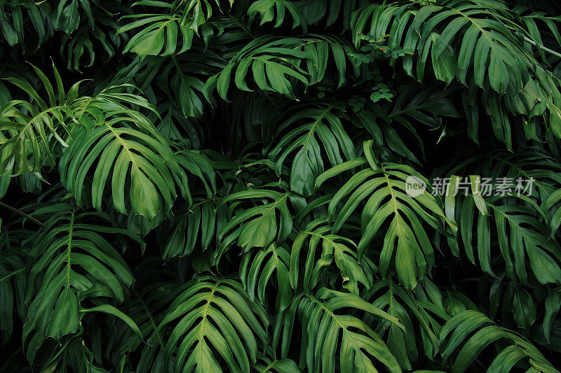 野生林中生长的绿叶龙葵，热带森林植物，常绿藤蔓抽象颜色，深色背景。