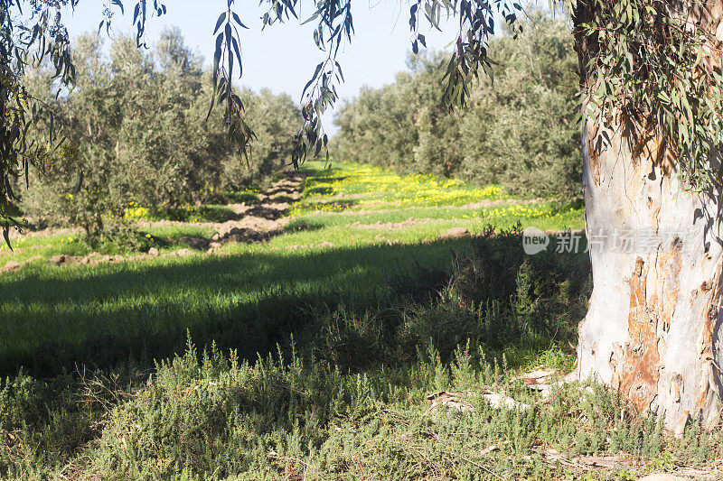 阿尔及利亚橄榄种植园清晨的阳光