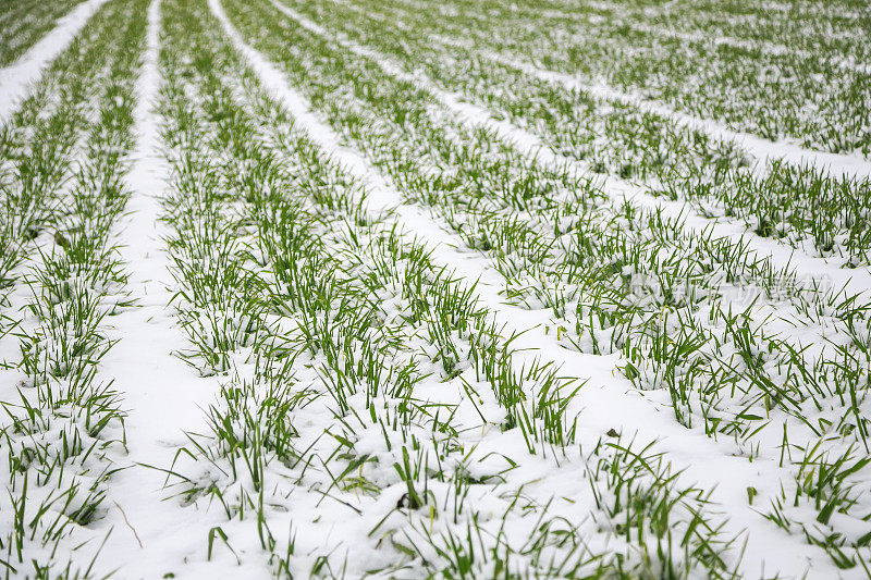 雪地里的冬小麦