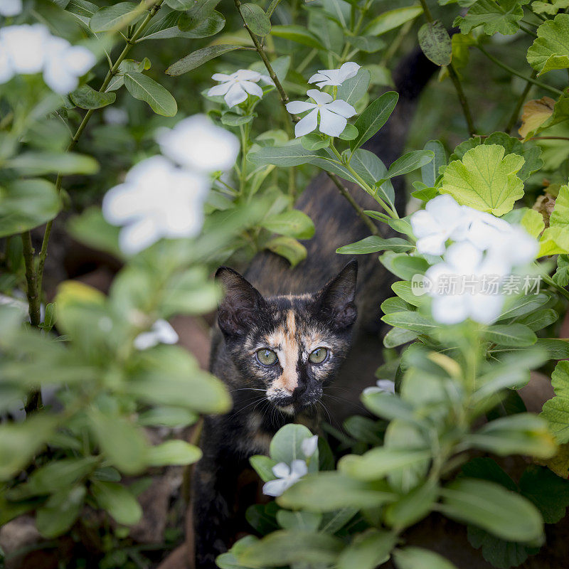 龟甲母猫花园