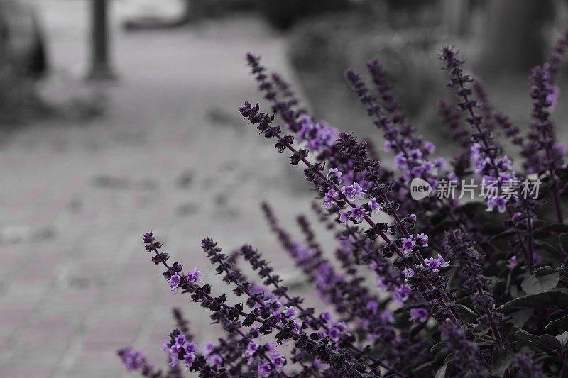 紫花选色