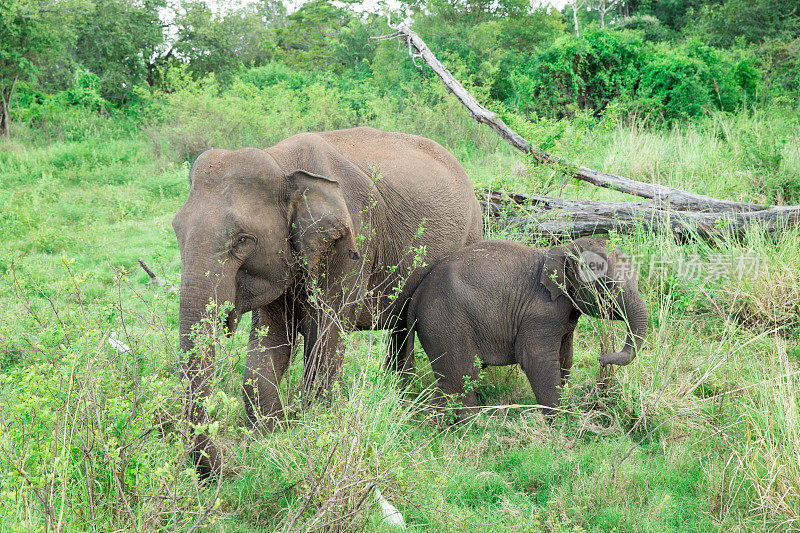 一只小象紧挨着一只成年象。