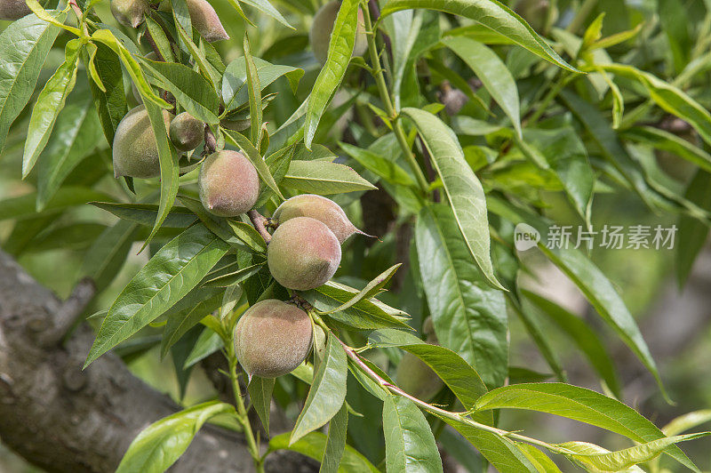 加利福尼亚中部果园里成熟的桃子的特写