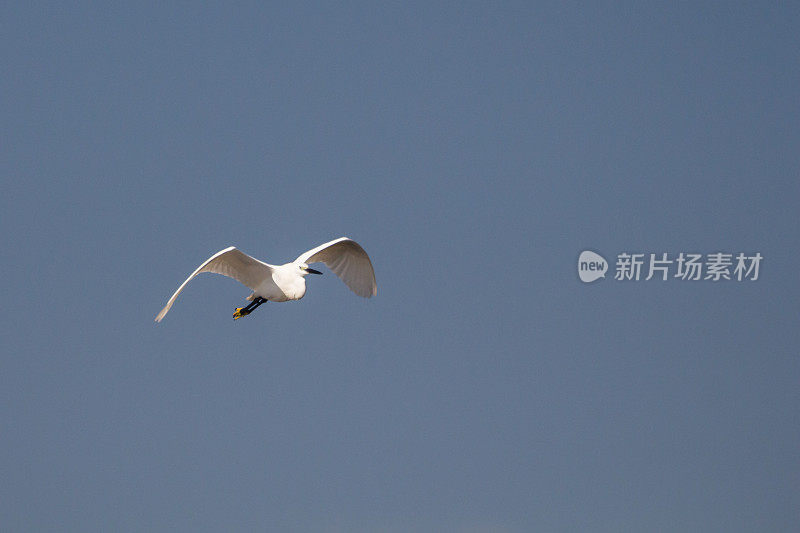 里海燕鸥飞行