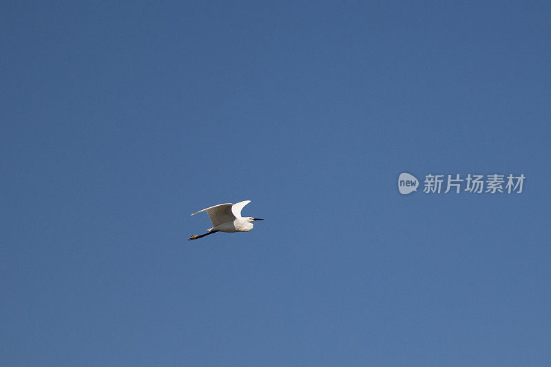 里海燕鸥飞行