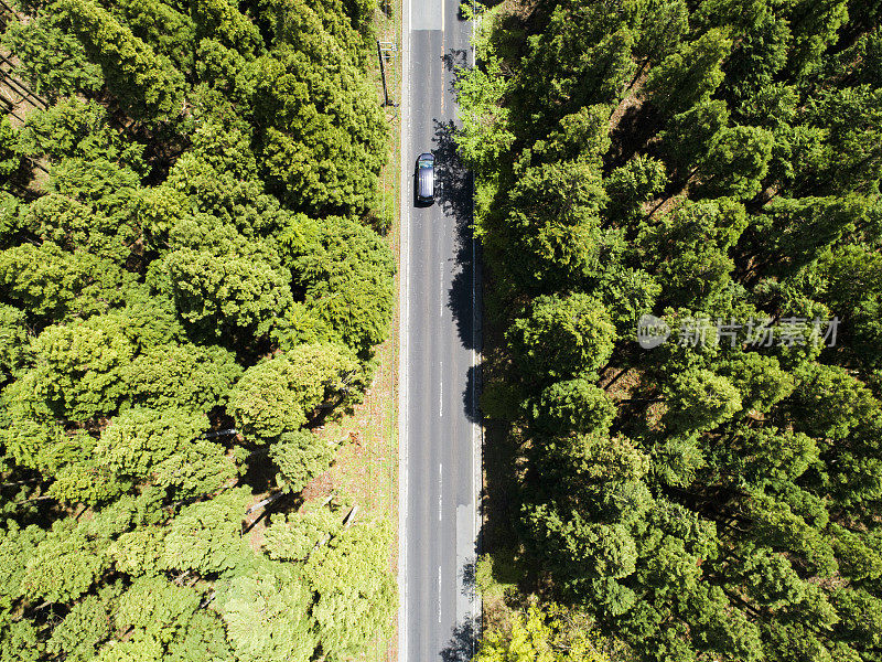 森林中笔直的道路鸟瞰图