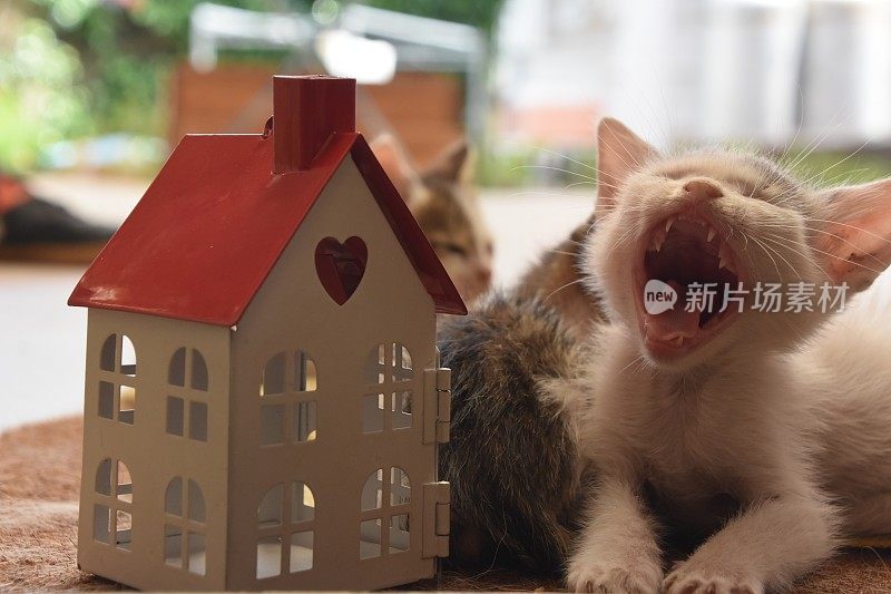 猫采用概念