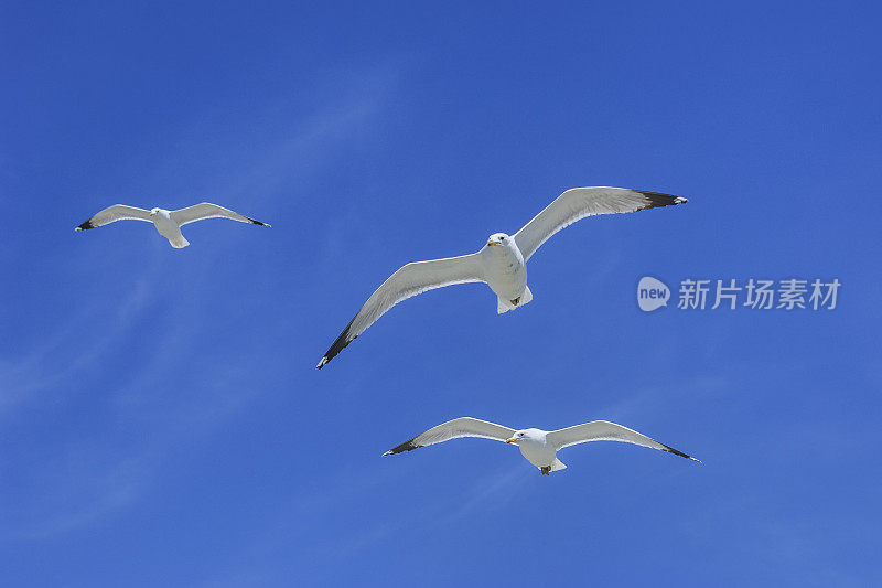 加利福尼亚海鸥在头顶飞过