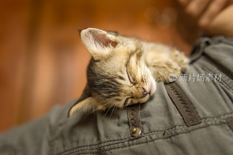 可爱的新生小猫孤儿睡在膝盖上