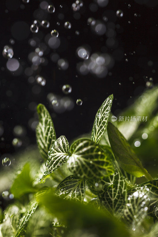 雨滴落在绿叶上