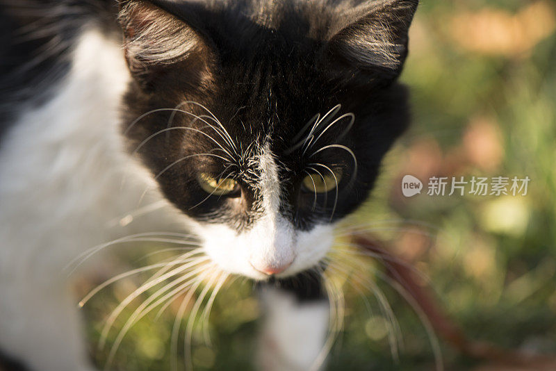 给我一些食物，人类!!