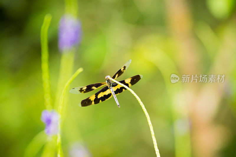 植物上的蜻蜓特写