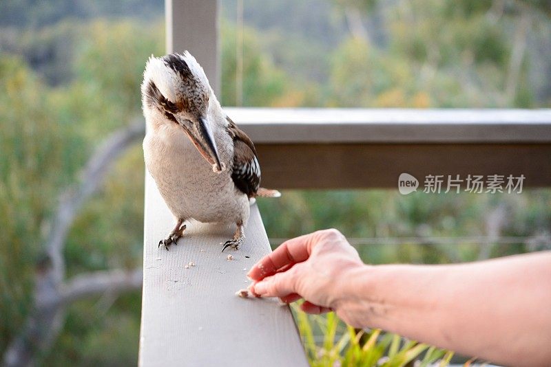 用手喂食栖息在高处的笑翠鸟