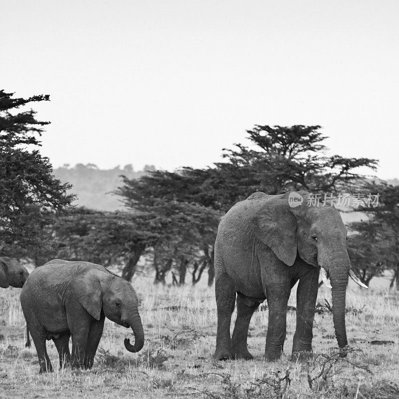 非洲肯尼亚马赛马拉的象妈妈和象宝宝