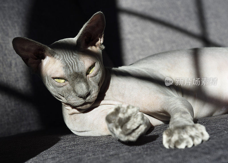 灰色sphynx猫