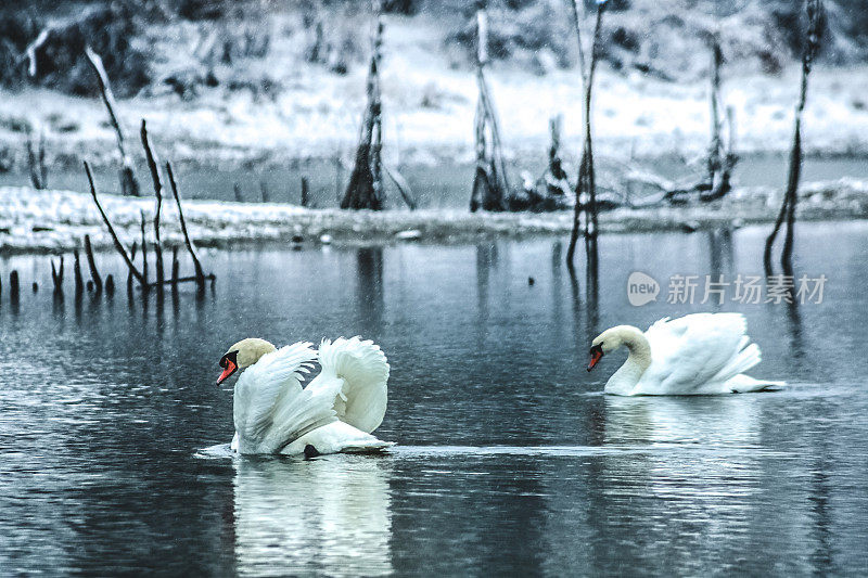 多瑙河冬景第一场雪――一对天鹅在求爱。