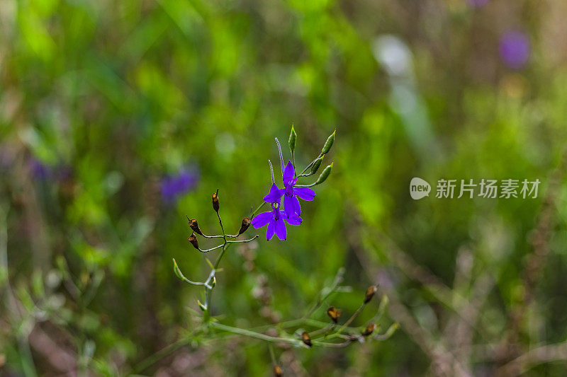 风铃花巴伐利亚蓝，自然背景