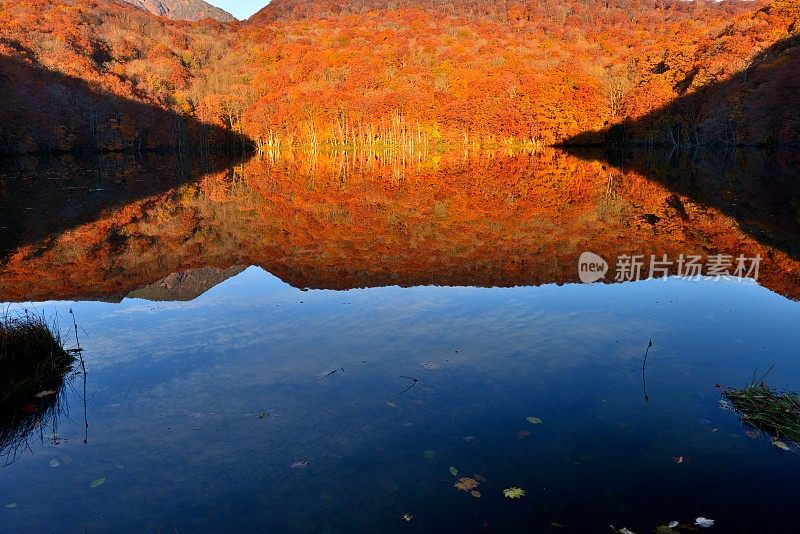 日本东北部和田市秋季沼泽的光影