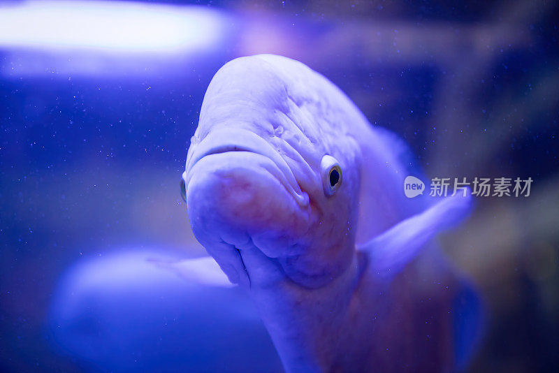 巨型古拉米水族馆鱼在蓝色鱼缸特写