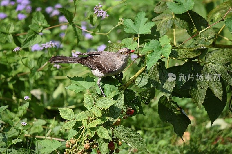 吃覆盆子的知更鸟