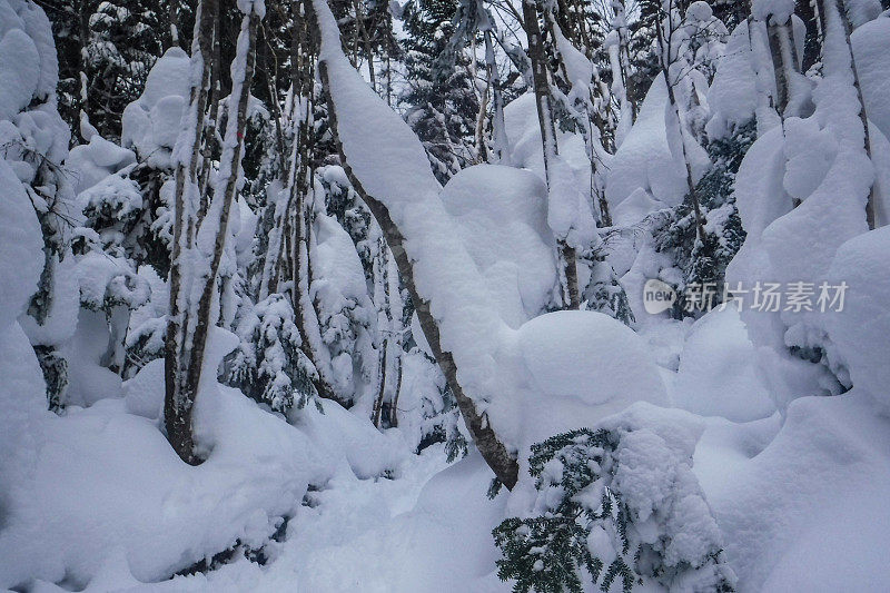 去日光山的雪兰山