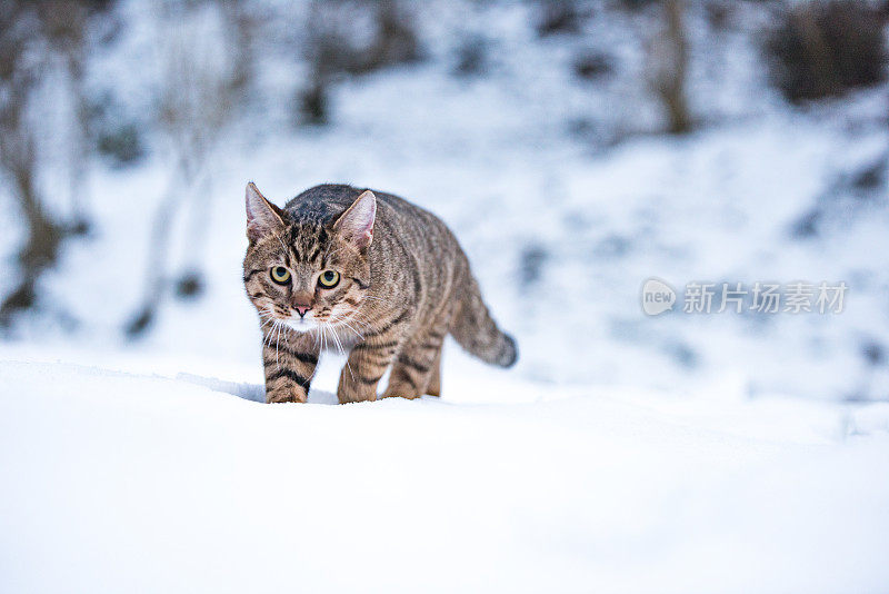 大自然中下雪天的小条纹猫。