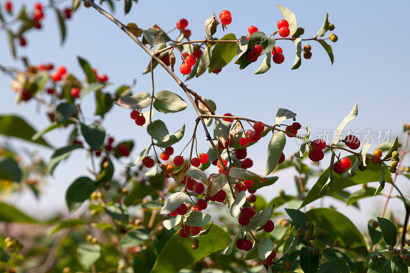 金银花(忍冬)