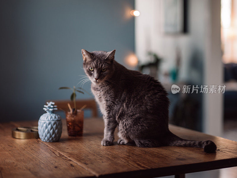 可爱的猫坐在家里厨房的桌子上