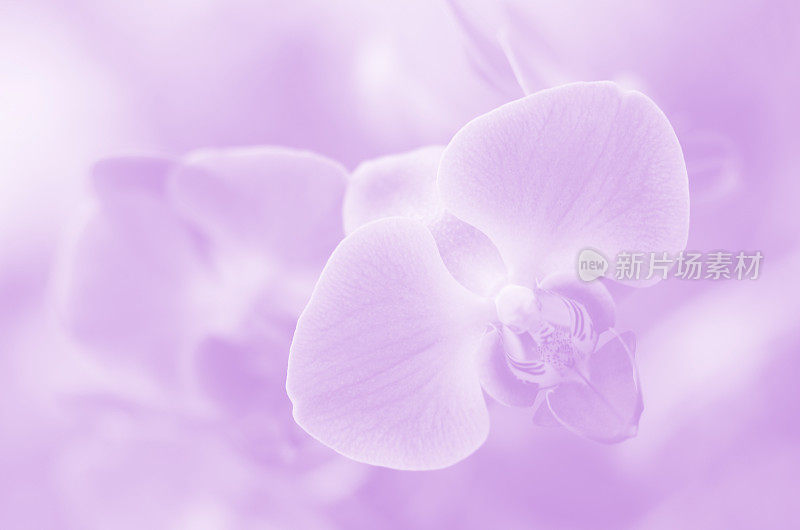 兰花可爱的淡紫色的柔和的紫丁香白色的甜蜜的花自然婚礼派对邀请背景浅紫色热带花卉自然优雅的逐渐漂亮的图案特写复制空间微距摄影