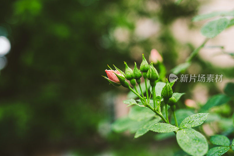 雨中粉红玫瑰的特写