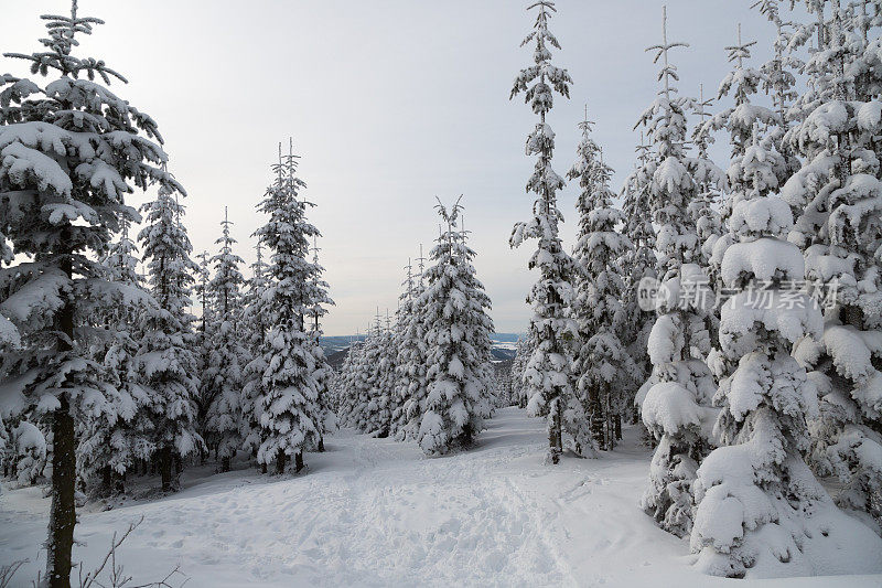 德国温特堡附近的雪树