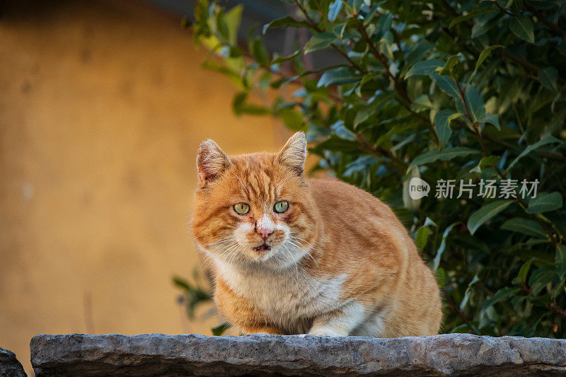 红猫历史中心