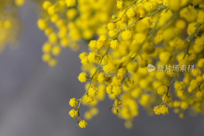 含羞草黄色的花